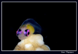 Redeye goby, a nicely coloured small fish by Sven Tramaux 